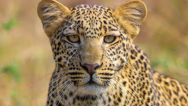 3:30 PM: Serengeti (S3) | BBC Two | 8/26 2026