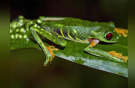 Secrets of the Rainforest: The Power of Rain