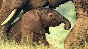 3:30 PM: Serengeti (S3) | BBC Two | 9/1 2026
