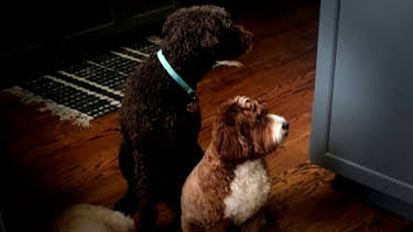 01:30: Dyrenes utrolige evner (S1 E37) (S1) | Animal Planet | 3/29 2026