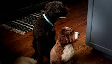 Dyrenes utrolige evner (S1 E37)