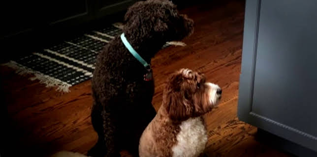 19:00: Dyrenes utrolige evner (S1 E37) (S1) | Animal Planet | 1/10 2026