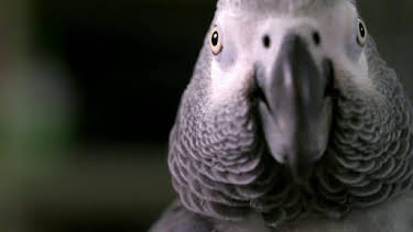 9:30 AM: How Do Animals Do That? (S1) | Discovery Channel | 6/13 2026