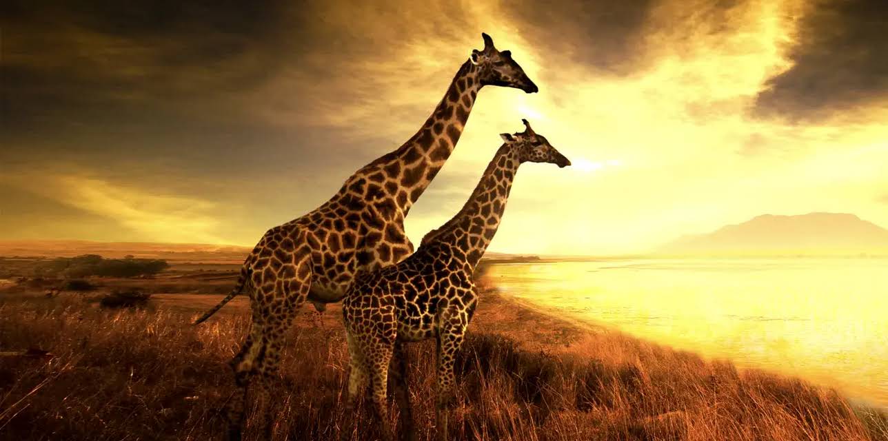 Saving Giraffes: The Long Journey Home