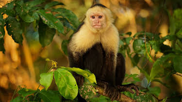 11:00 PM: Nicobar Islands: A Monkey's Long Tale | Nat Geo Wild | 1/10 2026