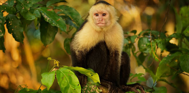 10:00 PM: Nicobar Islands: A Monkey's Long Tale | Nat Geo Wild | 1/10 2026
