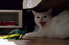 My Cat From Hell Season 1: Wildcat!