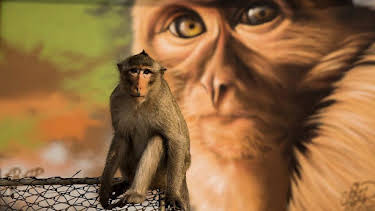 4:30 PM: Cities: Nature's New Wild (S1) | BBC Two | 2/16 2026