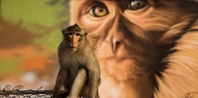 3:30 PM: Cities: Nature's New Wild (S1) | BBC Two | 2/16 2026