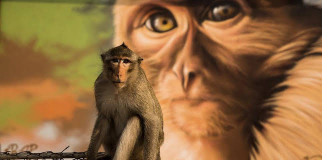 Cities: Nature's New Wild