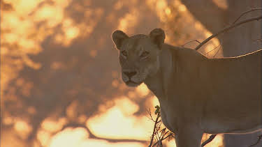 07:50: Los depredadores más letales de África: Rivales en el río | Nat Geo Wild | 8/3 2025