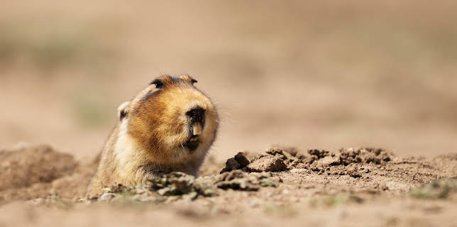 09:53: Little Giants (S1 E8) (S1) | Animal Planet | 12/21 2025