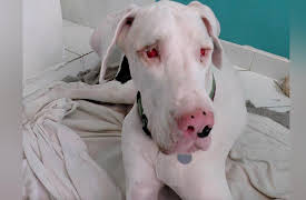 Petchannel Brasil: Dom, The Blind Great Dane
