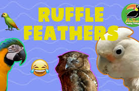 Animals Doing Things: Animals Doing Things | Ruffle Feathers