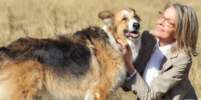 14:45: Darling Companion - Ein Hund fürs Leben | One | 3/15 2026