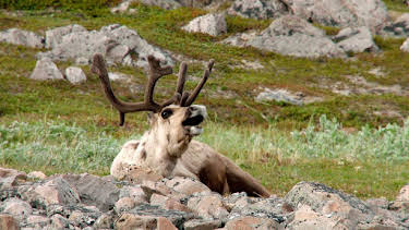 20:15: Polartag - Skandinaviens Wildnis im Sommer | RBB Fernsehen | 4/19 2026
