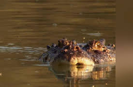 World's Deadliest Collection Season 1: Crocodile King