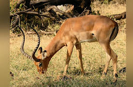 The Great Tours: African Safari: African Herbivores and Antelopes