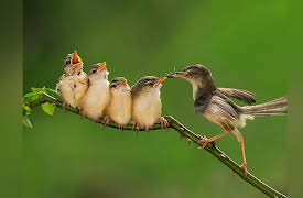 The Scientific Wonder of Birds: Parental Care: Bird Family and Friends
