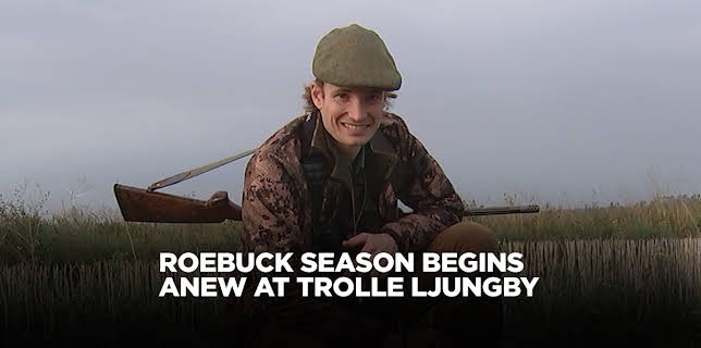 Roebuck Season Begins Anew at Trolle Ljungby