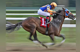 The Science of Information: From Language to Black Holes: Horse Races and Stock Markets