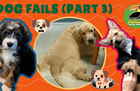 Animals Doing Things: Animals Doing Things | Dog Fails!!- Part 3