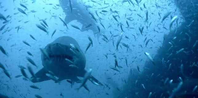 16:30: Erlebnis Erde: Haie leben gefährlich - The Private Life of Sharks | WDR Fernsehen | 1/25 2026