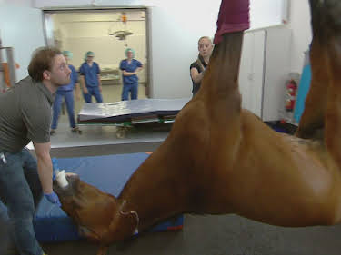 22:10: Die Tier-Docs! Pfotenhelden mit Herz | Sat1 Gold | 9/17 2026