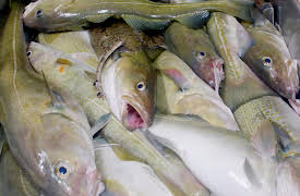 Ice Cold Catch: Sweet Victory