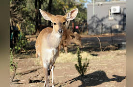 Amazing Animal Friends Season 1: To the Rescue