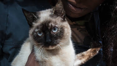 08:30: The Vet Life (S2 E5) (S2) | Animal Planet | 4/18 2026