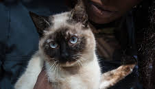 The Vet Life (S2 E5)