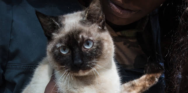 10:20: The Vet Life (S2 E5) (S2) | Animal Planet | 12/11 2025