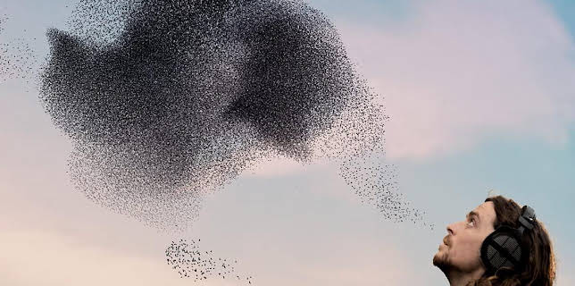 11:30 PM: Birdsong | BBC Four | 3/17 2026