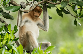 Eden: Untamed Planet: Borneo: Sacred Forest