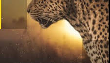 Savage Kingdom: El alzamiento de los exiliados