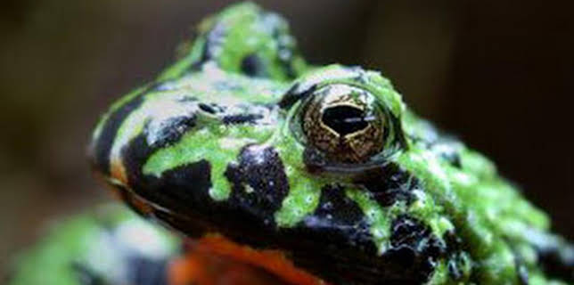 05:25: Curiosidades del mundo animal: la guía definitiva: Rinocerontes y búhos | Nat Geo Wild | 12/14 2025