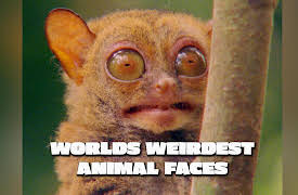 World's Weirdest Animal Faces: Ugly Be Design