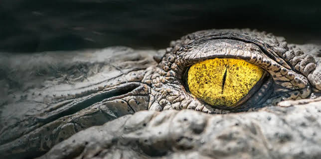 Dragons Feast (2018)