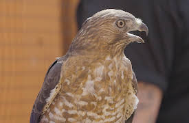 Lost Monster Files, Season 1: Thunderbird of Pennsylvania