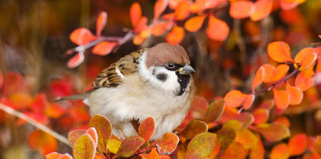 15:55: Gefiederte Nachbarn - Die bunte Welt der Gartenvögel | 3SAT | 11/4 2025