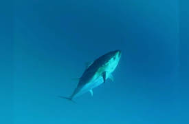 Wicked Tuna North vs. South, Season 1: By Hook Or By Crook