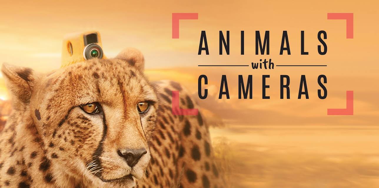 Animals With Cameras, Season 1