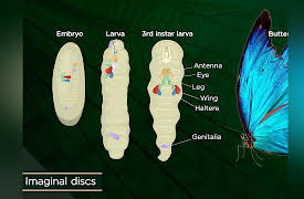 Why Insects Matter: Earth’s Most Essential Species: Insect Life Cycles and Reproduction
