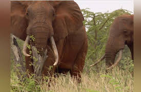 Ivory Wars Season 1: First Steps Forward