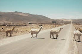 72 Dangerous Animals: Latin America: Best Left Alone