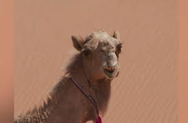 Mad Man of the Sea Season 1: The Marlin That Drove Me Mad