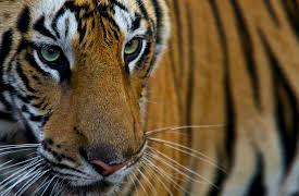 National Geographic Masters of Photography: Use All the Tools