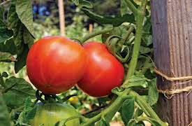 Pioneering Skills for Everyone: Modern Homesteading: Vegetable Gardening Made Easy