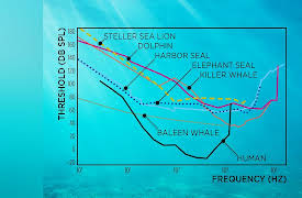 Life in the World's Oceans: The Importance of Sound to Ocean Life